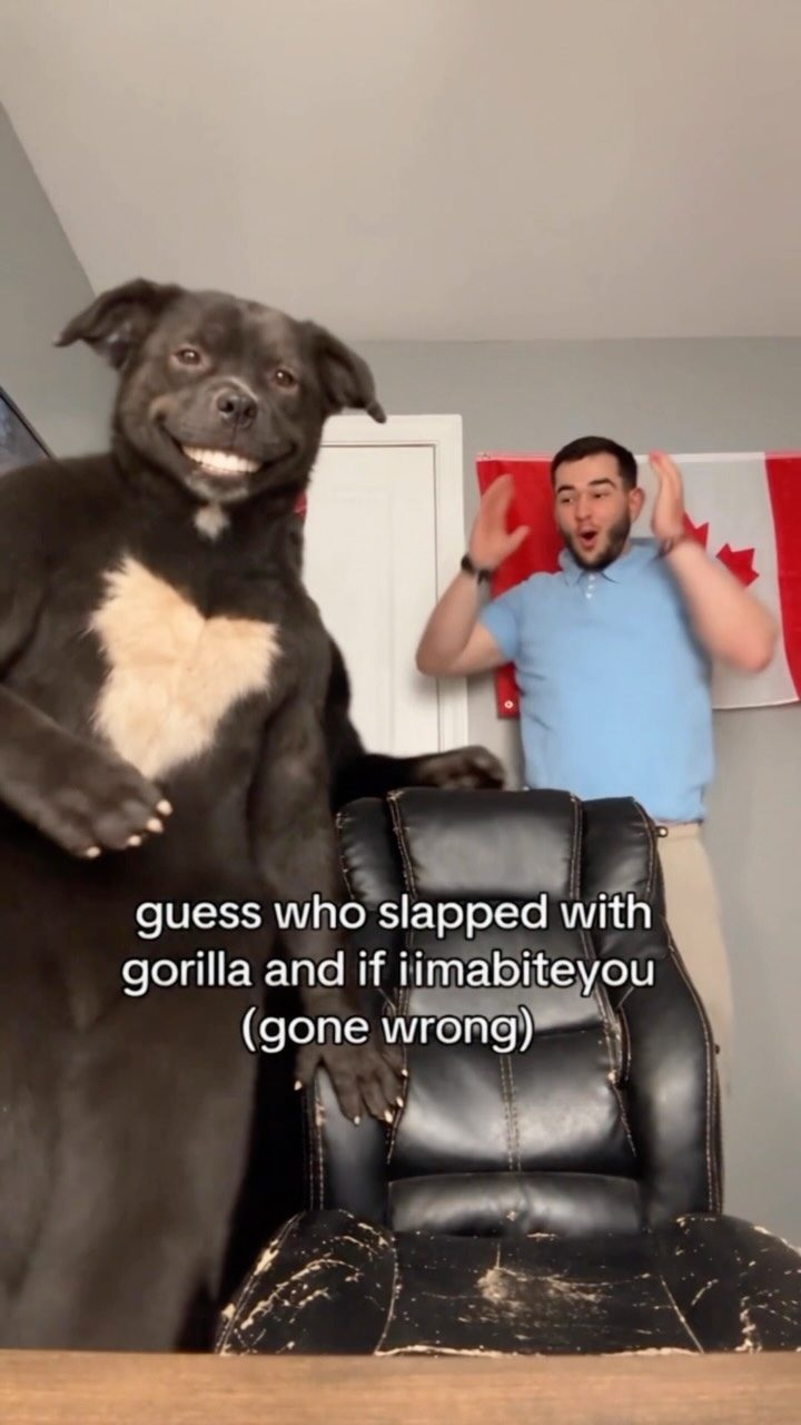 Cover of the pinned @deni_nzt reel “guess who slapped”: Deni beside a gorilla character and a black creature